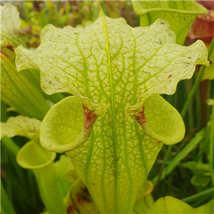 Sarracenia Hybrid H 191 Big Un Open Pollinated